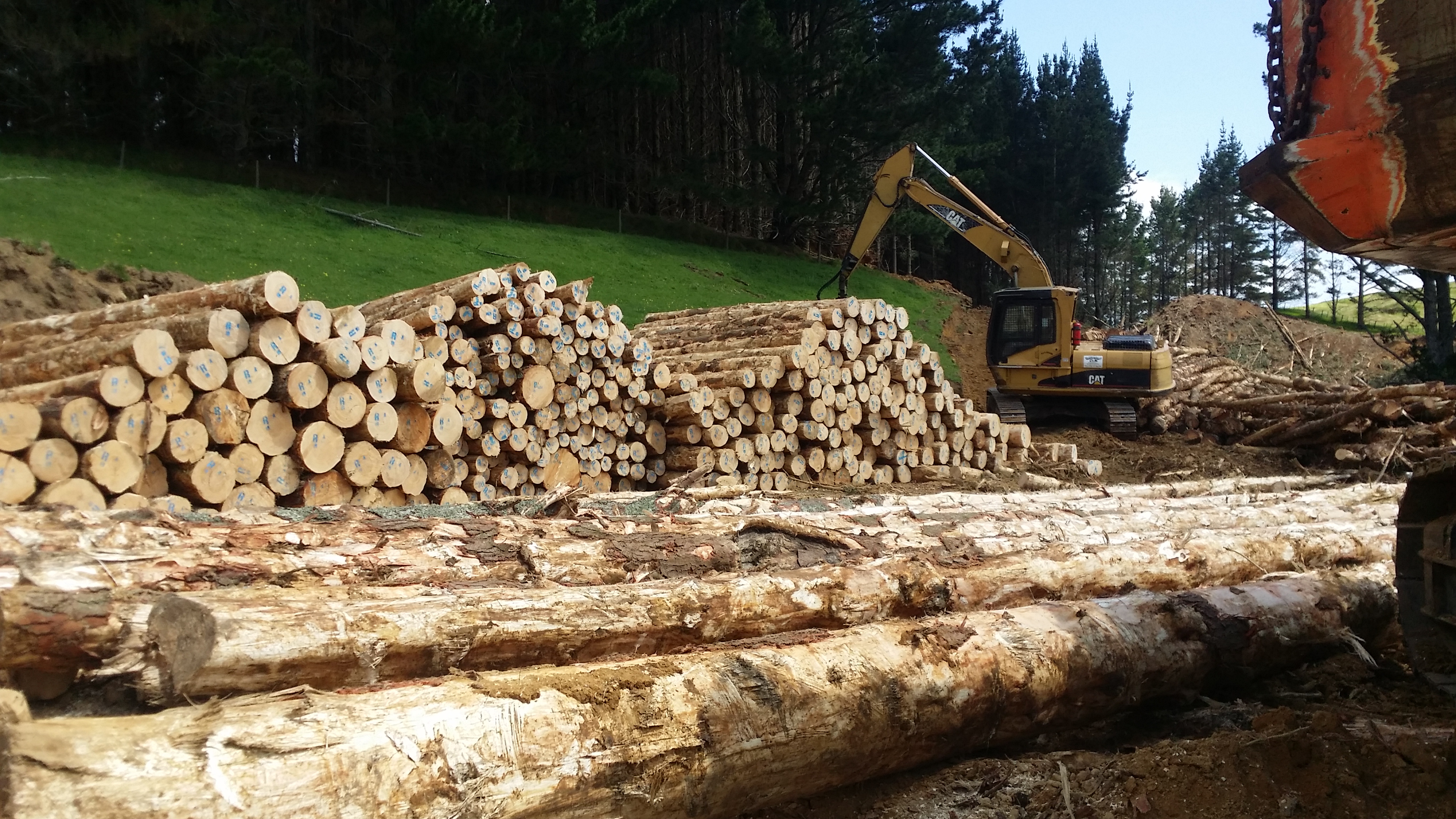 Read more about the article Huntly Woodlot